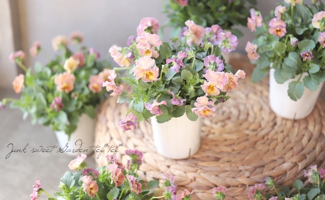 إեӥ顡زڤ ¥ꥸʥ