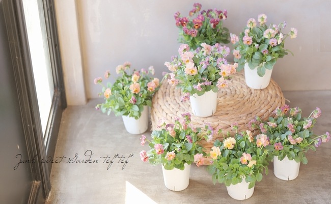 إեӥ顡زڤ ¥ꥸʥ