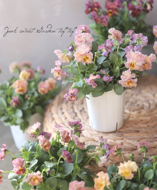 إեӥ顡زڤ ¥ꥸʥ