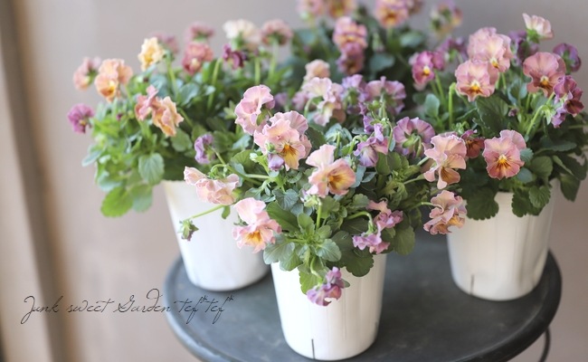 إեӥ顡زڤ ¥ꥸʥ