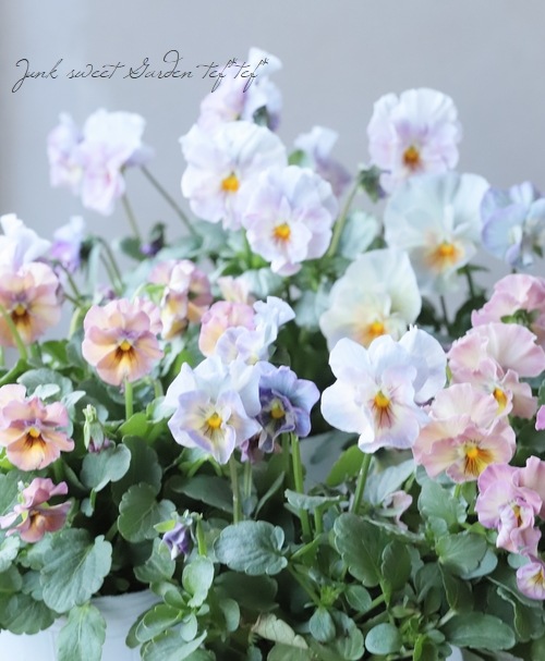 إեӥ顡زڤ ¥ꥸʥ