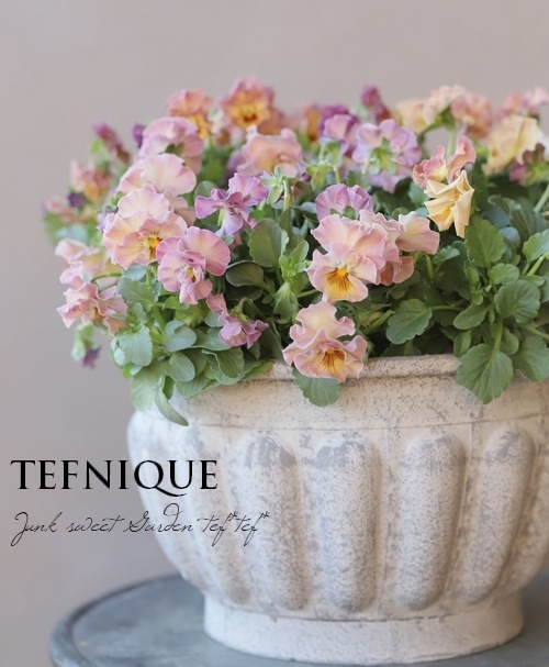 إեӥ顡زڤ ¥ꥸʥ