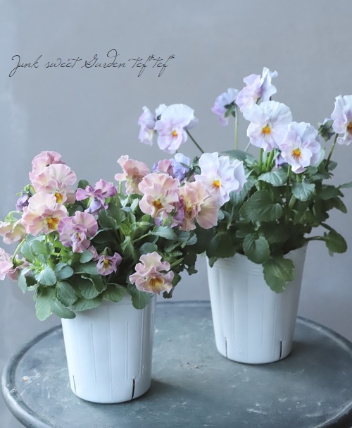 إեӥ顡زڤ ¥ꥸʥ