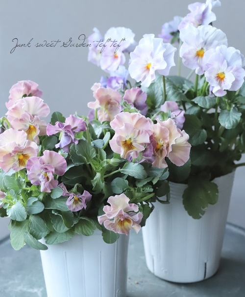 إեӥ顡زڤ ¥ꥸʥ