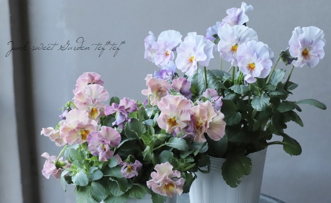 إեӥ顡زڤ ¥ꥸʥ