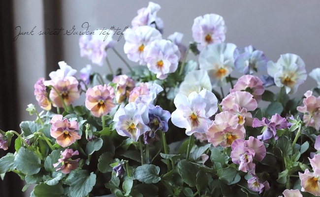 إեӥ顡زڤ ¥ꥸʥ