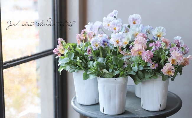 إեӥ顡زڤ ¥ꥸʥ