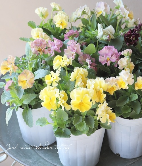 إեӥ顡زڤ ¥ꥸʥ