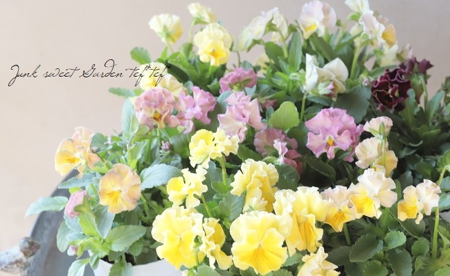 إեӥ顡زڤ ¥ꥸʥ