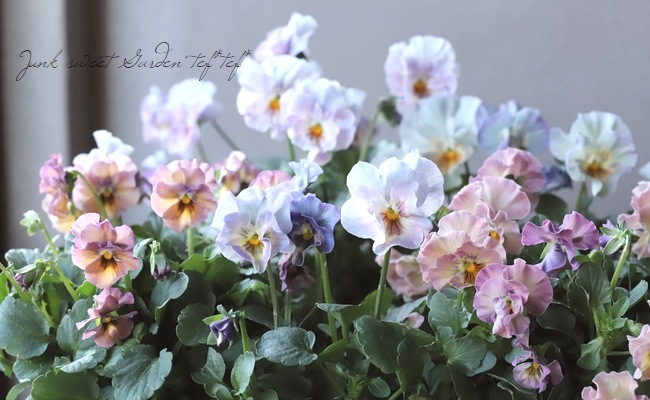 إեӥ顡زڤ ¥ꥸʥ