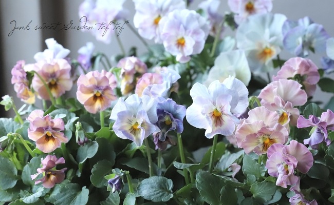 إեӥ顡زڤ ¥ꥸʥ