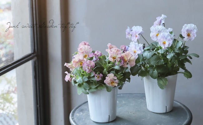 إեӥ顡زڤ ¥ꥸʥ