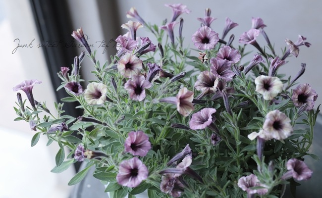 極小輪多花性ペチュニア ヴァルゴ 『アッシュ』 | すべての商品