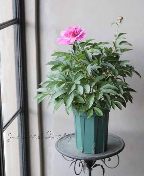 パティオ・ピオニー矮性コンパクト芍薬 『ロンドン』 | すべての商品