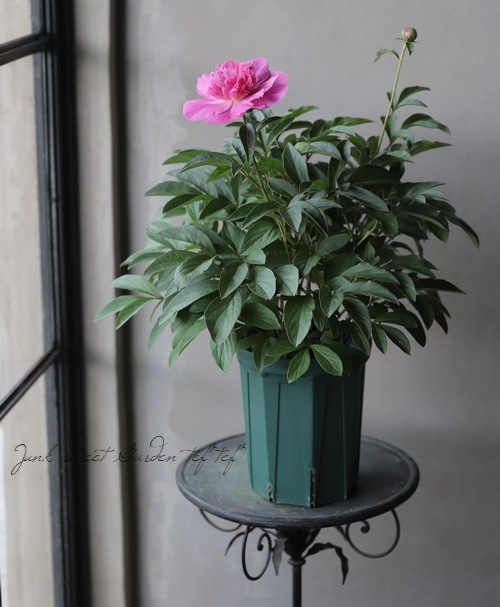 パティオ・ピオニー矮性コンパクト芍薬 『ロンドン』 | すべての商品