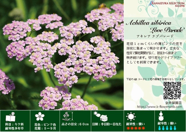 宿根草アキレア 『ラブパレード』 コンパクト品種 | すべての商品