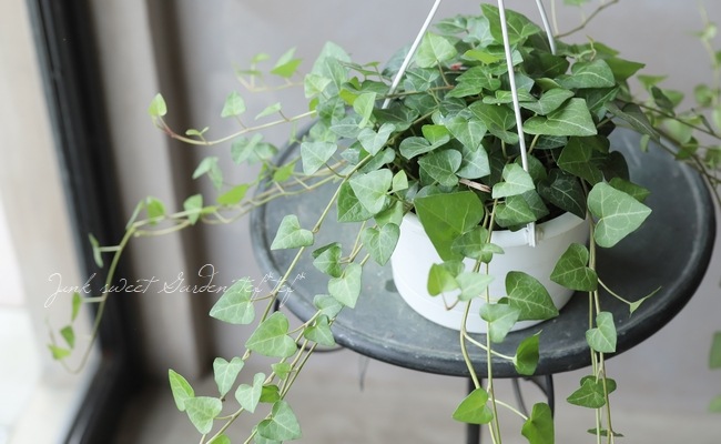 ヘデラ・ヘリックス 『サーク』 ハート型 【No.2】 | すべての商品