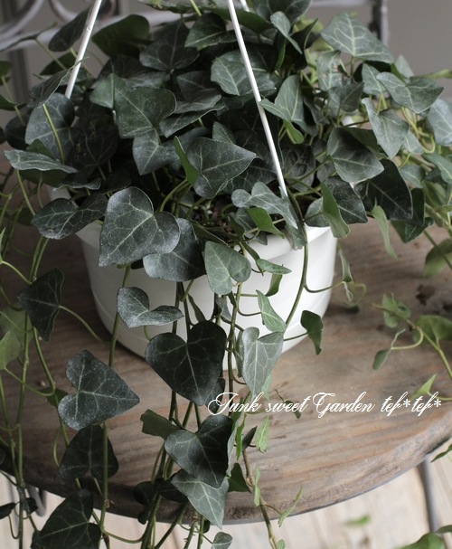 ヘデラ・ヘリックス 『サーク』 ハート型 【No.2】 | すべての商品