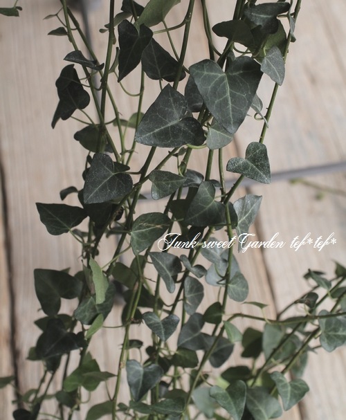 へデラヘリックス-2 へデラヘリックス-2