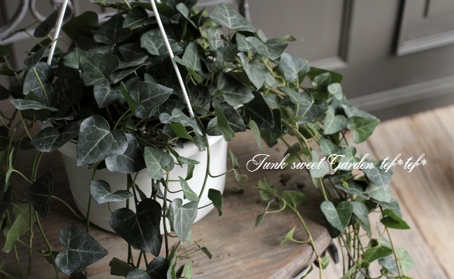 ヘデラ・ヘリックス 『サーク』 ハート型 【No.2】 | すべての商品