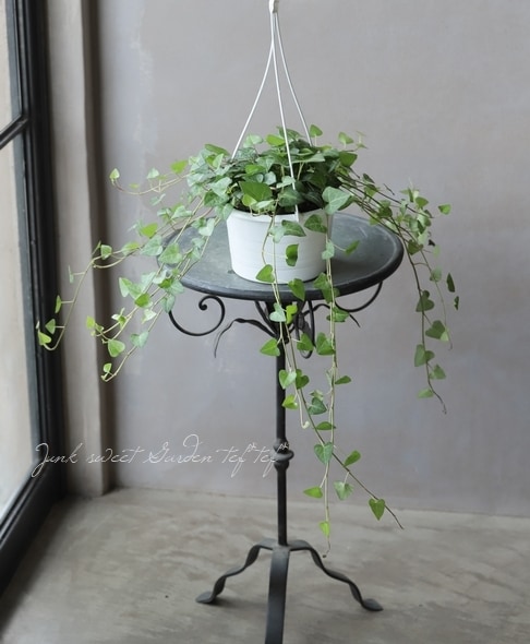 へデラヘリックス-2 ヘデラ ヘリックス 2m長尺 13.5cmポット 苗木 : トオヤマグリーン