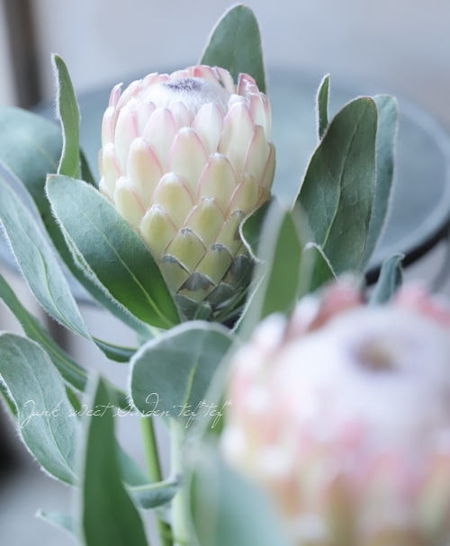 プロテア 『スザーラ』 オーストラリアンプランツ | すべての