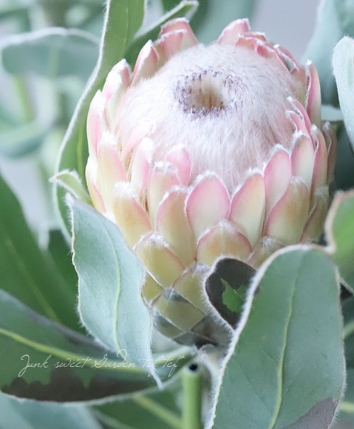 プロテア スザーラ オーストラリアンプランツ すべての商品 Junk Sweet Garden Tef Tef