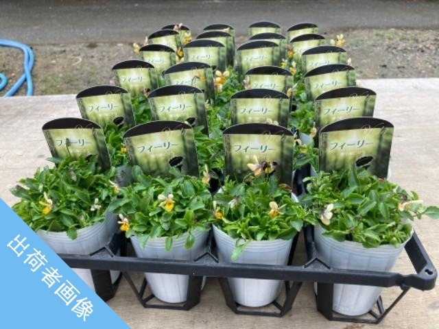 ���˾��إӥ��� �إե����꡼���ࡼ���