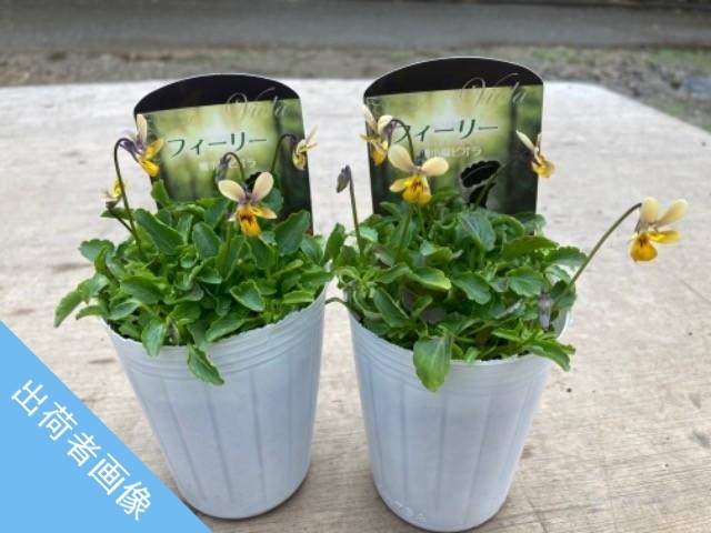 ���˾��إӥ��� �إե����꡼���ࡼ���