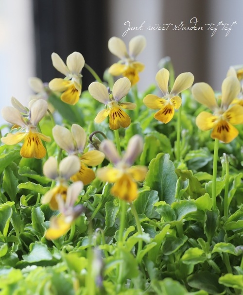 ���˾��إӥ��� �إե����꡼���ࡼ���