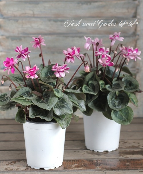 八重咲きシクラメン 『フェアリーピコ』 バイカラーMIX | すべての商品