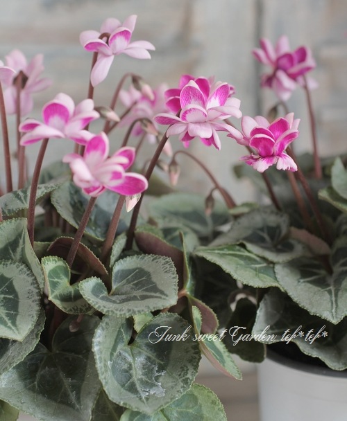 八重咲きシクラメン 『フェアリーピコ』 バイカラーMIX | すべての商品