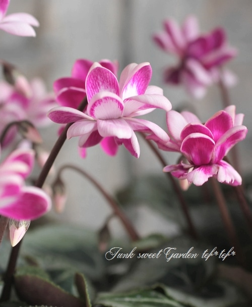 八重咲きシクラメン 『フェアリーピコ』 バイカラーMIX | すべての商品