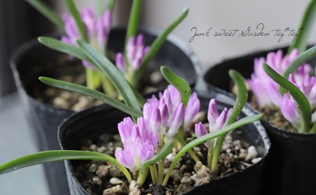 �ݥꥭ���� (�ݥꥯ����)���إ��󥷥ե��ꥢ�� �ԥ�