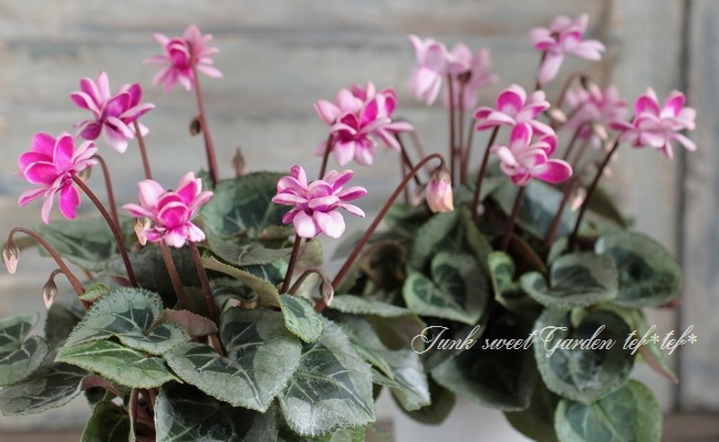 八重咲きシクラメン 『フェアリーピコ』 バイカラーMIX | すべての商品