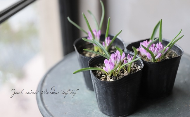 �ݥꥭ���� (�ݥꥯ����)���إ��󥷥ե��ꥢ�� �ԥ�