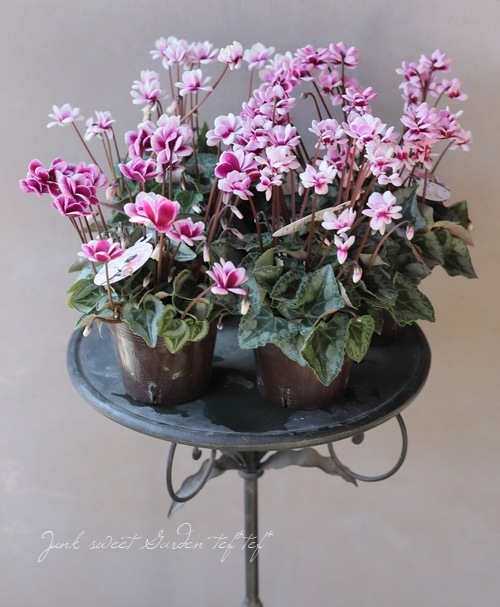 八重咲きシクラメン 『フェアリーピコ』 バイカラーMIX | すべて