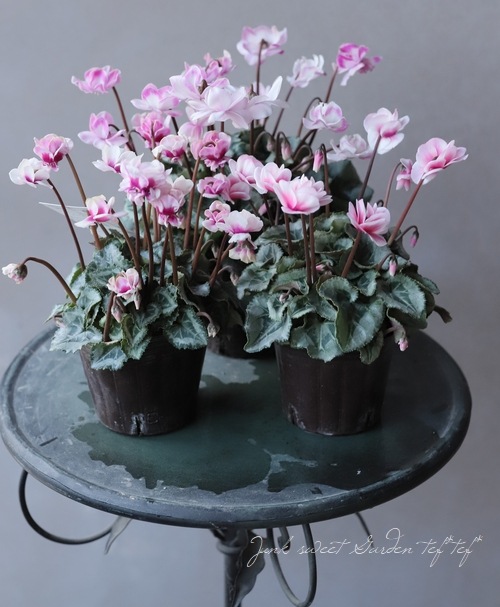 シクラメン フェアリーピコ 3寸ポット苗 専用です。 シクラメン