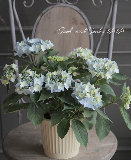 山あじさい交配種 『坂本園芸オリジナル品種』 No.Y3 | すべての商品