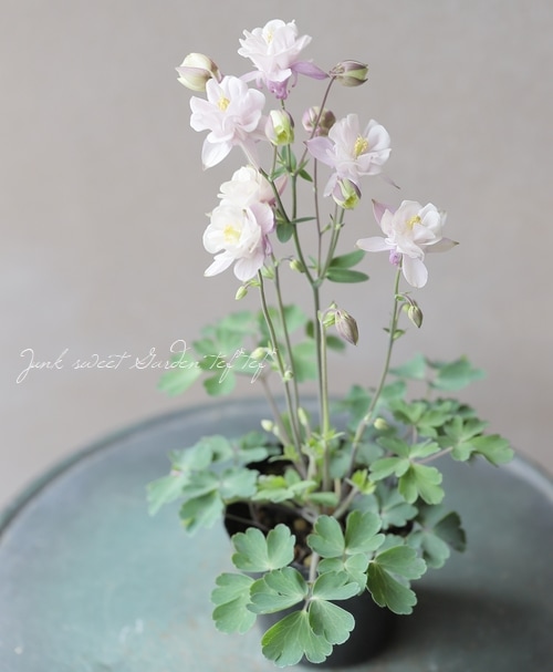 西洋オダマキ 『ホワイトピンク系』 【Cタイプ】 | すべての商品