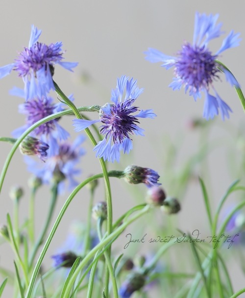 ♢矢車草ページです♢ ヤグルマギク（ブルー）の種 - マルシェ青空
