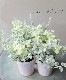 �إꥯ�ꥵ�ࡡ��MIX������