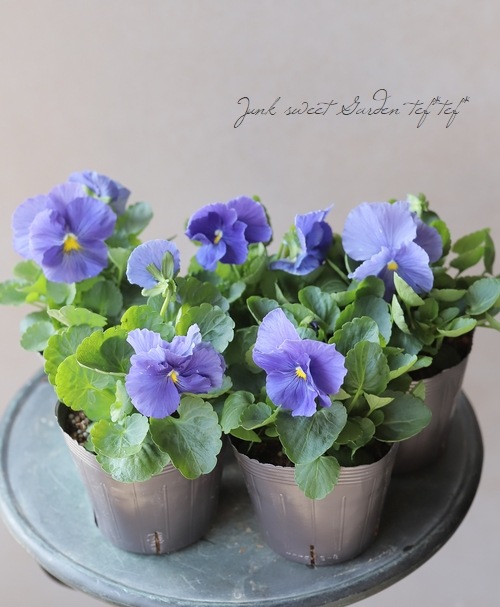 ���ѥ󥸡������󥹥ѥ����ץ饹���إȥ��롼�֥롼��