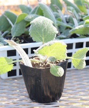 クピド　二輪草鉢植え クピド 二輪草鉢植え クピド 二輪草鉢植え 楽天市場】二輪草