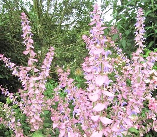 宿根サルビア・スクラレア 『バチカンピンク』 クラリーセージ