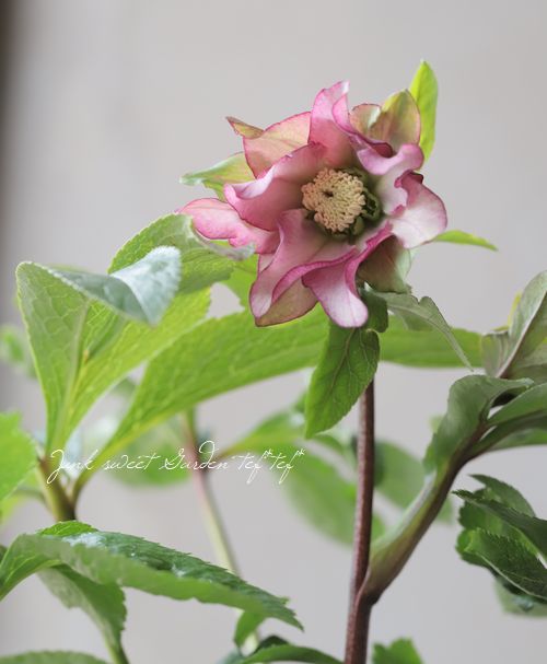 クリスマスローズ　認定　パピエ 花郷園】 クリスマスローズ 『パピエ』 【B】 | すべての商品 | | Junk