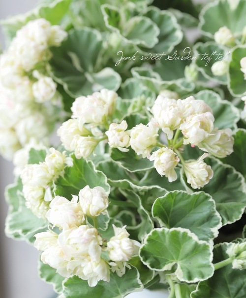 斑入りゼラニウム・アップルブロッサム 『ホワイトリング』 | すべての