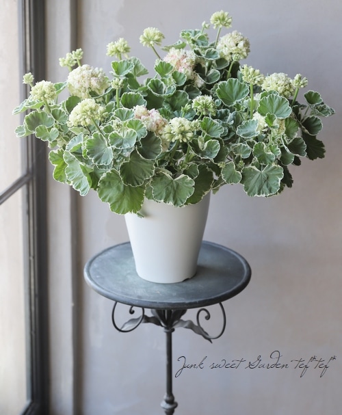 アップル様専用＊チェリーブロッサムまたはホワイトリッチ