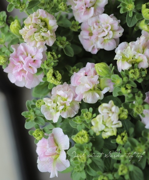 【親木花粉採取済】 食べれるカプリフィグ TFH C188 挿木苗 親木花粉採取済】 食べれるカプリフィグ TFH C188 挿木苗