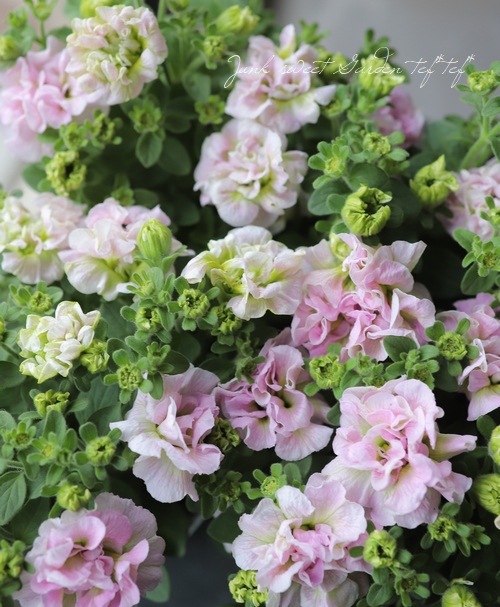 八重咲きペチュニア 『フェアリーブーケ』 | すべての商品 | | Junk